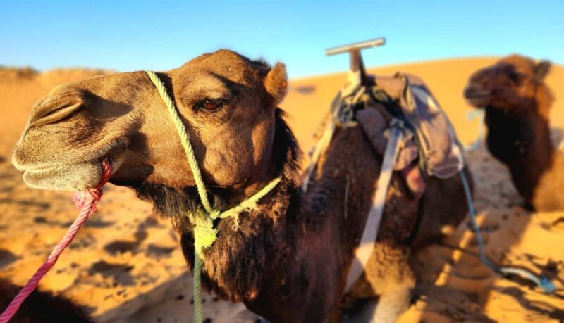4 Day Tour: Marrakech to Fes via Merzouga with Private Tent - Navigating the 4-Day Marrakech to Fes Sahara Tour