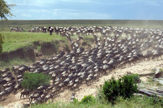 4-Day Tour to Tarangire, Serengeti and Ngorongoro - 4-Day Tour to Tarangire, Serengeti, and Ngorongoro: An Authentic Safari Adventure
