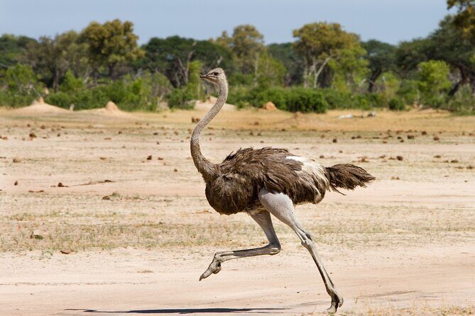 4-Day Tour to Tarangire, Serengeti and Ngorongoro - Practical Details That Make a Difference
