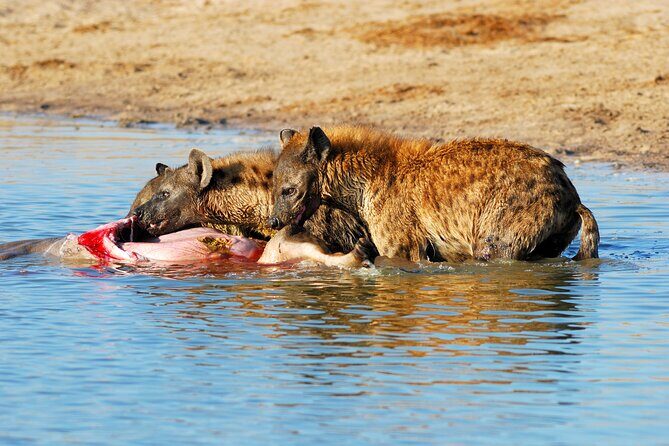 4-Day Tour to Tarangire, Serengeti and Ngorongoro - Final Thoughts: Who Should Consider This Tour?