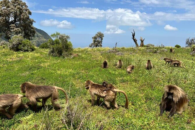 4 Day Trekking Simien Mountains - Starting Point and First Day Highlights