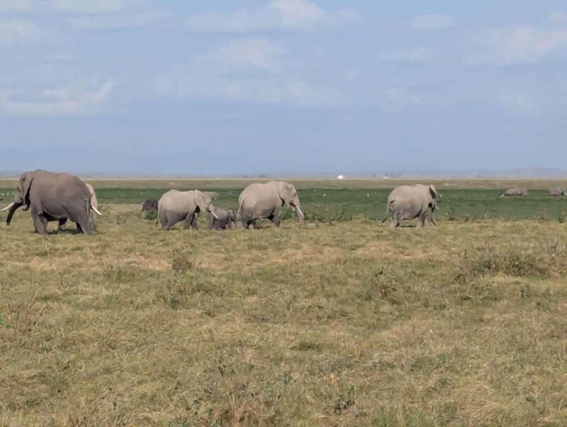 4-Day Tsavo East, Amboseli & Taita Salt From Diani - Introduction