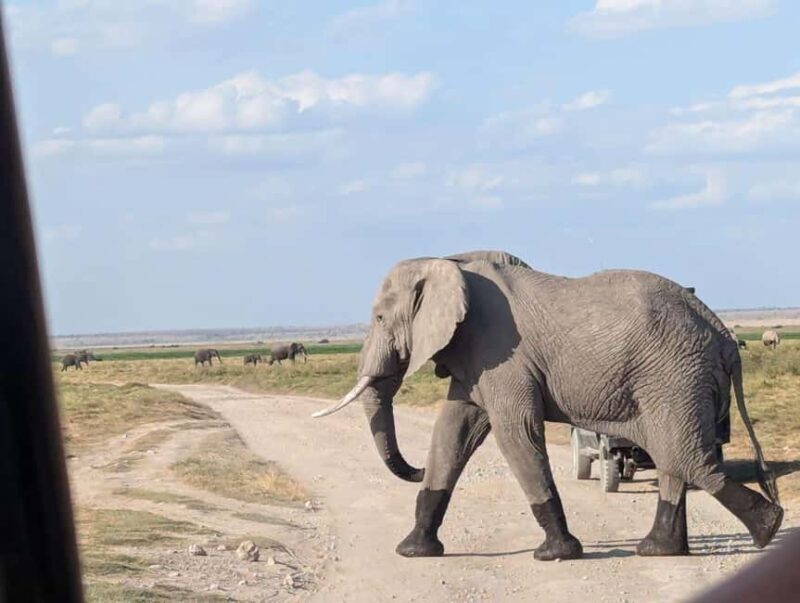 4-Day Tsavo East, Amboseli & Taita Salt From Diani - The Value and Practicalities