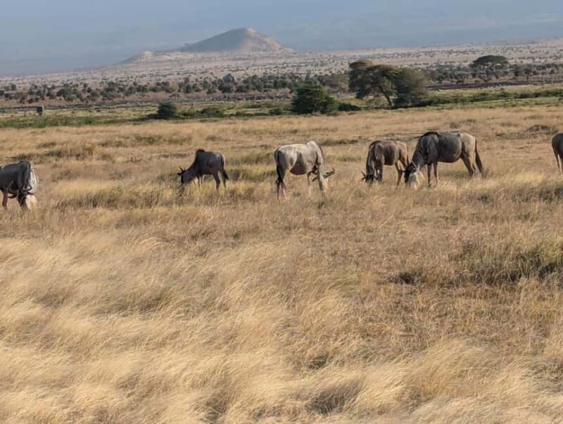 4-Day Tsavo East, Amboseli & Taita Salt From Diani - FAQ