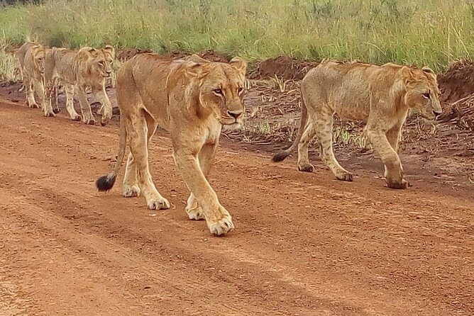 4-Day Tsavo East West and Amboseli National Park from Mombasa - An In-Depth Look at the Itinerary