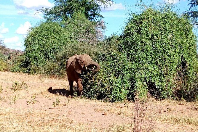 4-Day Tsavo East West and Amboseli National Park from Mombasa - FAQ
