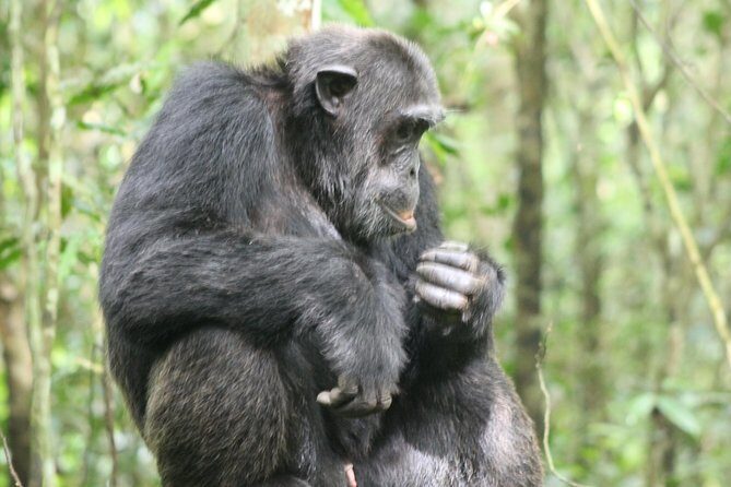 4-Day Uganda Gorilla Trekking and Wildlife Safari - What Makes This Tour Stand Out?