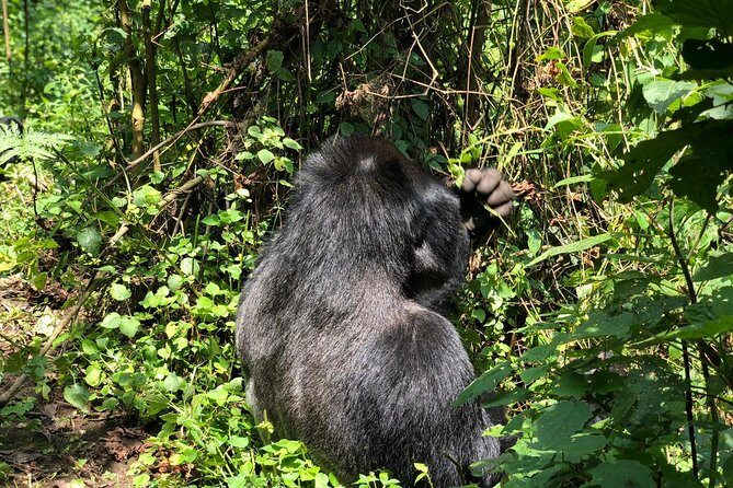 4 Day Uganda Gorilla Trekking Safari with Lake Bunyonyi - Key Points