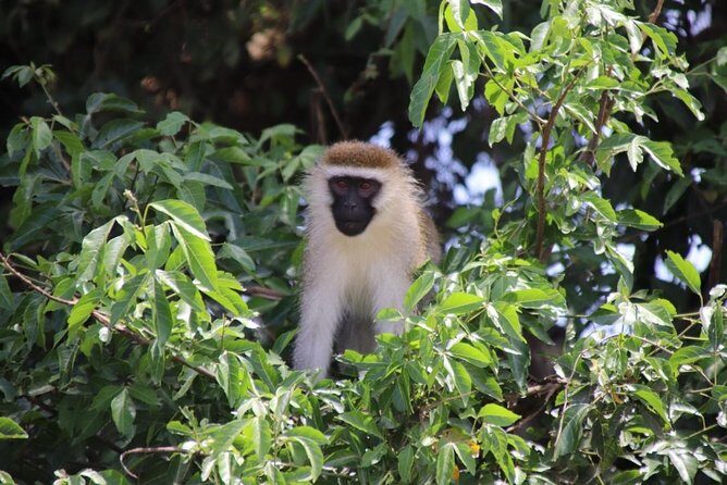 4 Day Uganda Gorilla Trekking Safari with Lake Bunyonyi - Practical Tips for Future Travelers