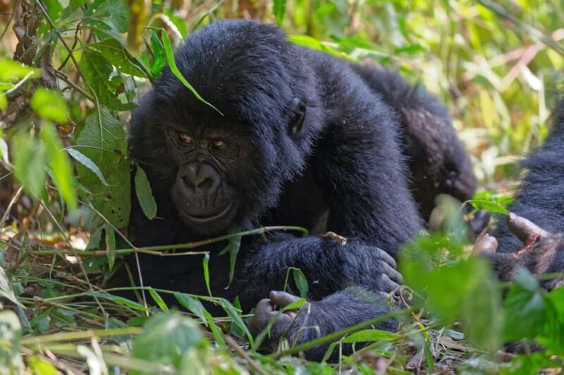 4-Day Uganda Safari with Gorillas starting from Kigali - A Detailed Look at the 4-Day Uganda Safari