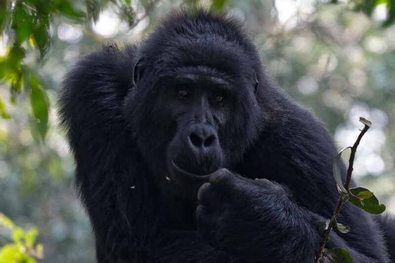 4-Day Uganda Safari with Gorillas starting from Kigali - Authentic Encounters and Unique Highlights