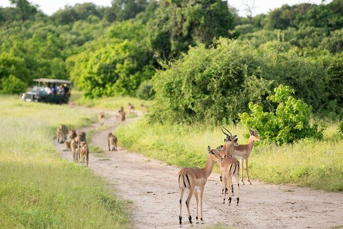 4-Day Victoria Falls and Hwange National Park Tour - Practical Details and Logistics