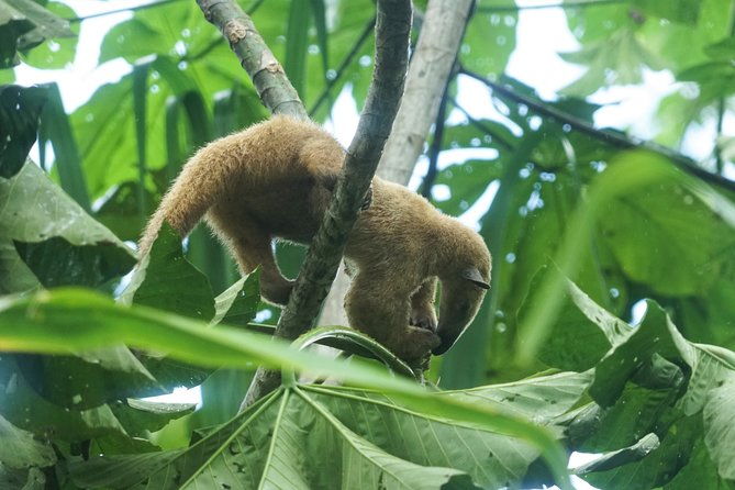 4-day-wildlife-camping-tour-to-pacaya-samiria-national-park-from-iquitos-peru
