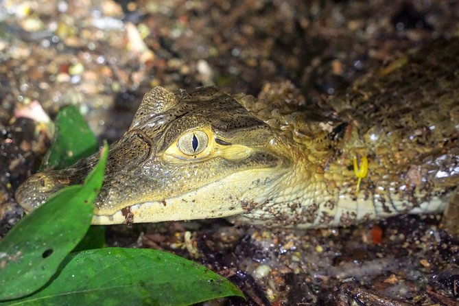 4-day-wildlife-camping-tour-to-pacaya-samiria-national-park-from-iquitos-peru