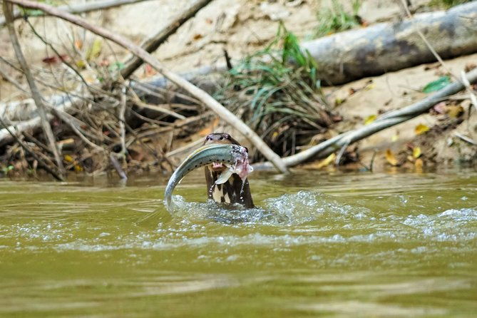 4-day-wildlife-camping-tour-to-pacaya-samiria-national-park-from-iquitos-peru