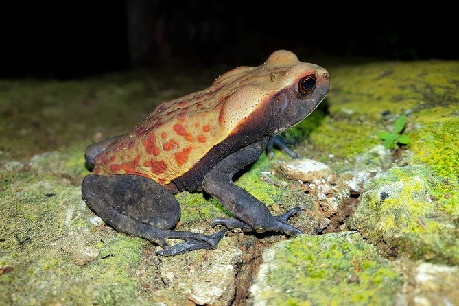 4-day-wildlife-camping-tour-to-pacaya-samiria-national-park-from-iquitos-peru