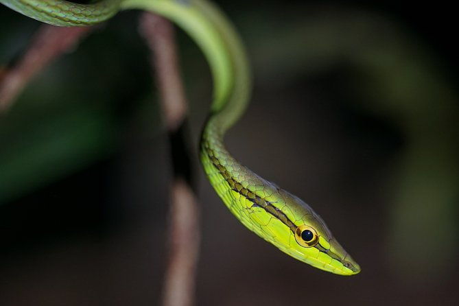 4-day-wildlife-camping-tour-to-pacaya-samiria-national-park-from-iquitos-peru
