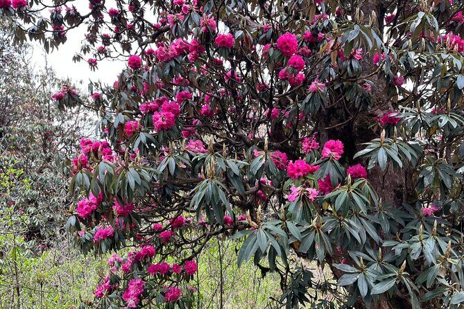 4 Days 3 Nights at Ghorepani Poon Hill Trek - FAQ