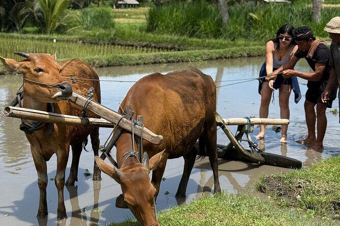 4 Days 3 Nights Explore Bali with Package Tours - Exploring Bali in 4 Days: An Honest Breakdown