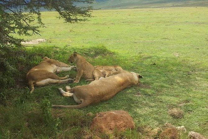 4 Days / 3 Nights Lake Manyara, Ngorongoro and Serengeti - Key Points