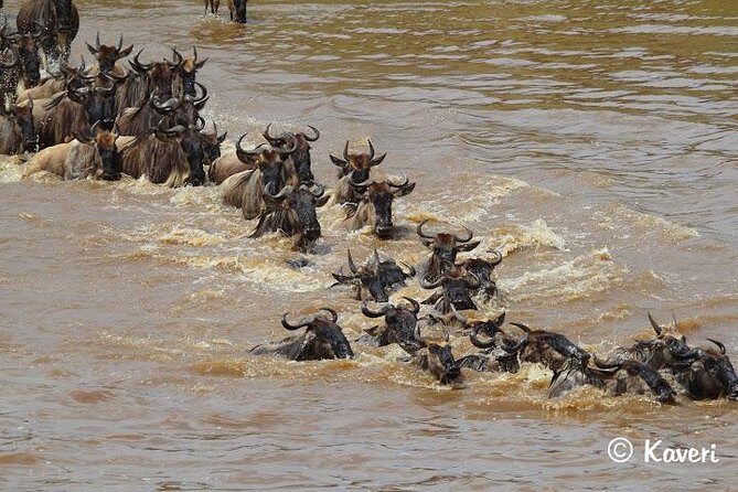 4 Days / 3 Nights Lake Manyara, Ngorongoro and Serengeti - Exploring Human Roots and Wildlife at Ngorongoro