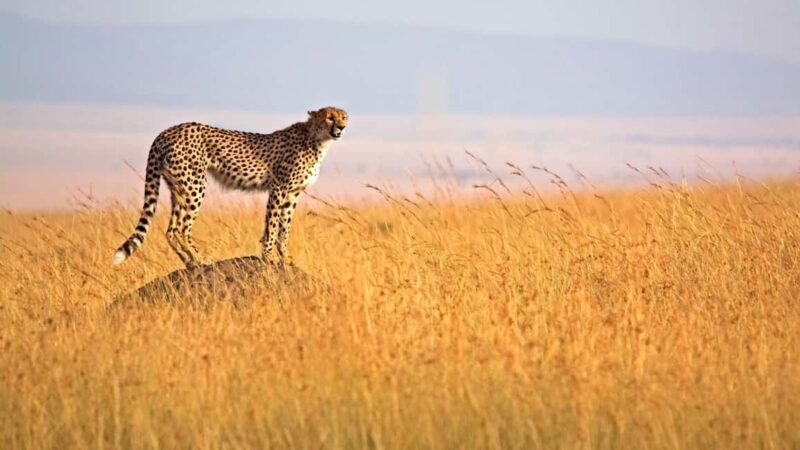 4 Days 3 Nights Masai Mara and Lake Nakuru Adventure safari - An Authentic Taste of Kenya’s Wildlife and Culture