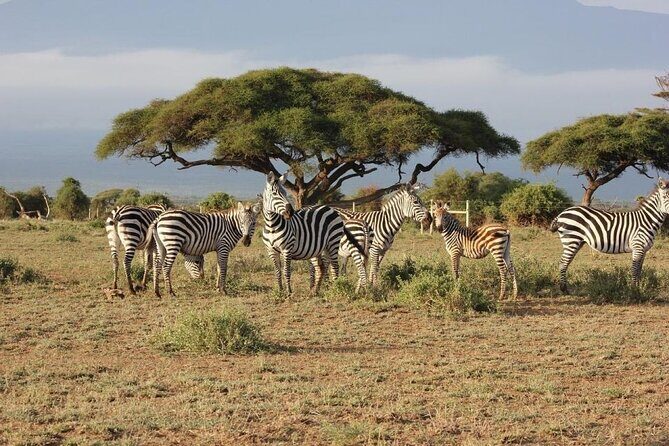 4 Days 3 Nights Masai Mara and Lake Nakuru Group Joining Safari - Itinerary Breakdown