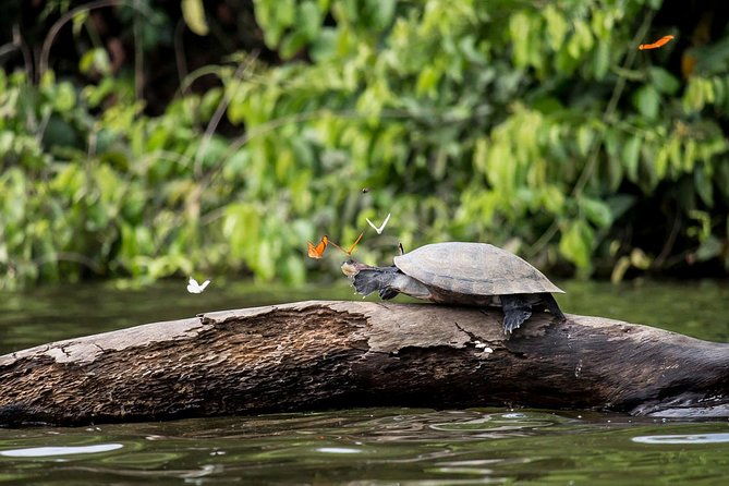 4-days-3-nights-peruvian-tambopata-jungle