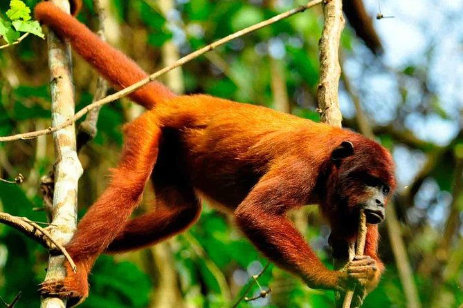 4-days-3-nights-peruvian-tambopata-jungle