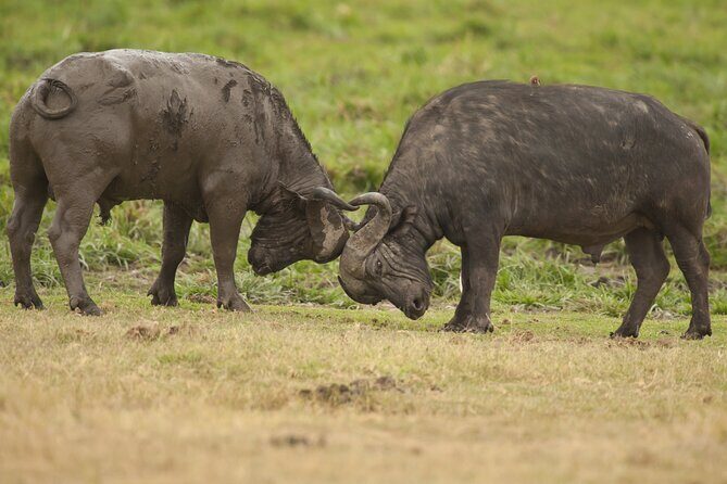 4 days 3 nights Safari- Tarangire, Serengeti and Ngorongoro Crater - An In-Depth Look at the Safari Experience