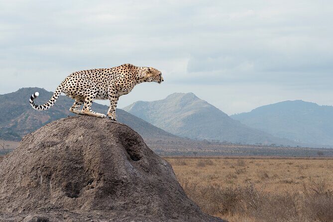 4 days 3 nights Safari- Tarangire, Serengeti and Ngorongoro Crater - FAQs