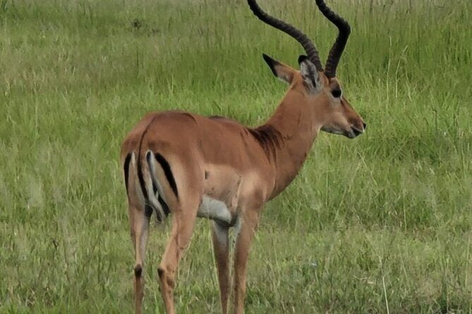4 Days 3 Nights Safari to Mikumi National Park - Accommodation and Food: Comfort in the Wilderness