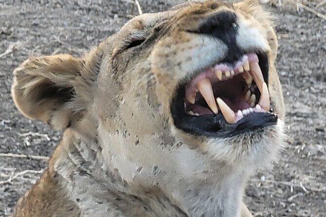 4 Days 3 Nights Safari to Mikumi National Park - Transportation and Logistics: Smooth and Reliable