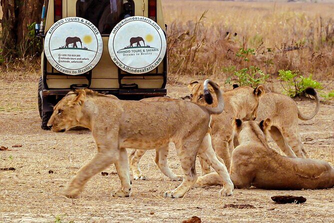 4 Days 3 Nights Safari to Mikumi National Park - Value for Money: Is It Worth the Price?
