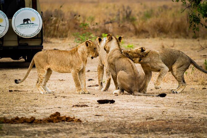 4 Days 3 Nights Safari to Mikumi National Park - The Sum Up