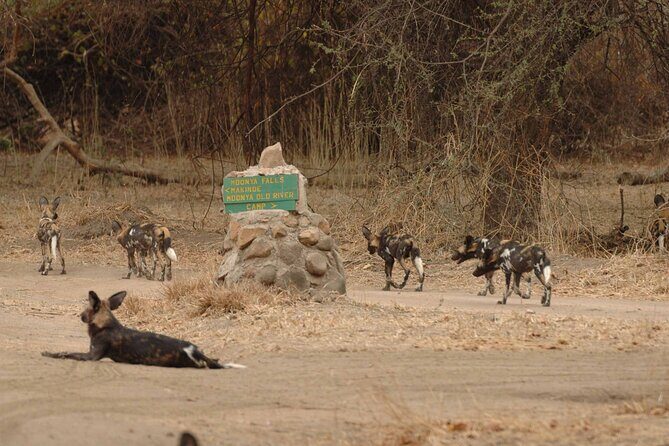 4 days / 3 Nights safari to Ruaha National park - Key Points