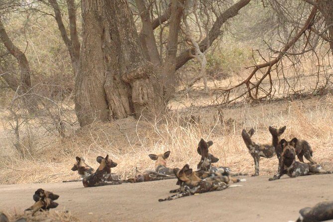 4 days / 3 Nights safari to Ruaha National park - What Makes This Safari Stand Out