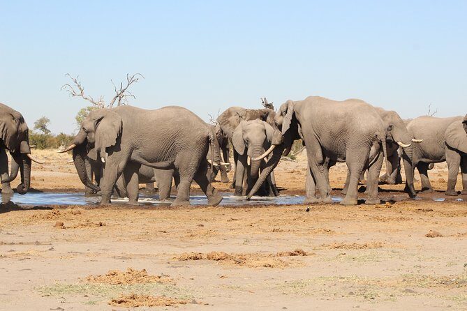 4 Days 3 Nights Savuti Mobile Camping Safari - Key Points