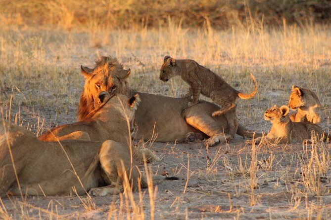 4 Days 3 Nights Savuti Mobile Camping Safari - Who is This Tour Best For?