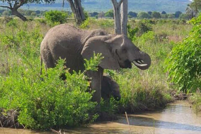 4 Days 3 Nights Selous (Nyerere national park) & Mikumi Adventure - Introduction