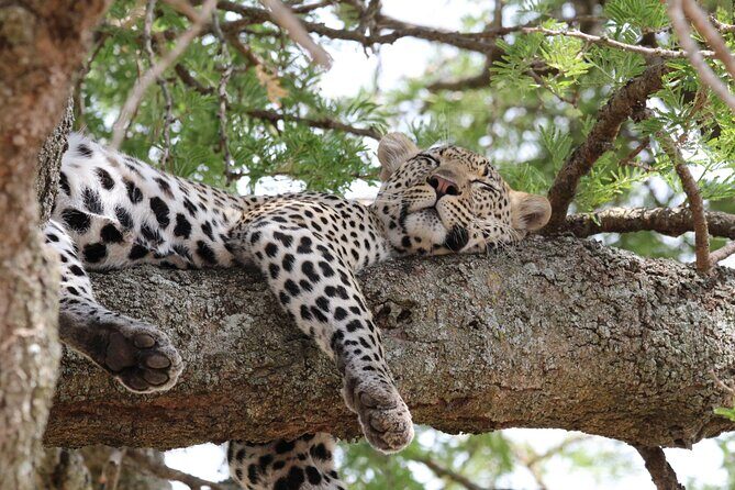 4 Days 3 Nights Tanzanian Budget Safari Tour - Who Is This Safari Best For?