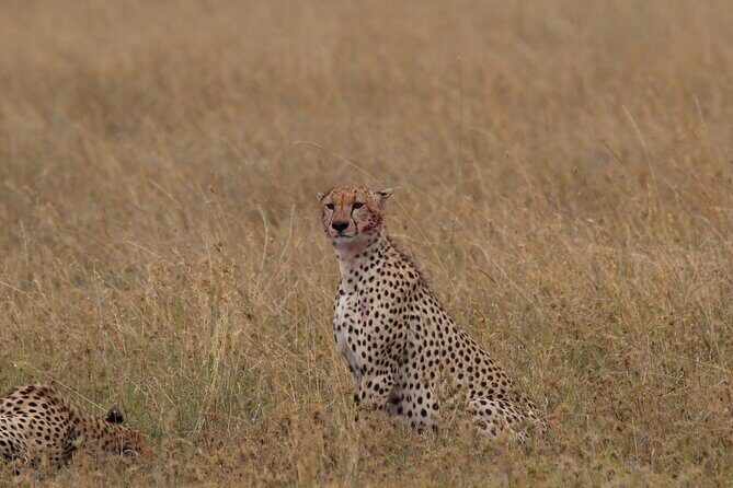 4 Days 3 Nights Tanzanian Budget Safari Tour - FAQ