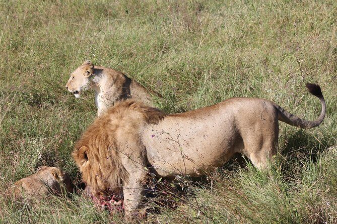 4 Days 3 Nights Tarangire Serengeti & Ngorongoro Lodge Safari - Introduction: Why This Safari Stands Out