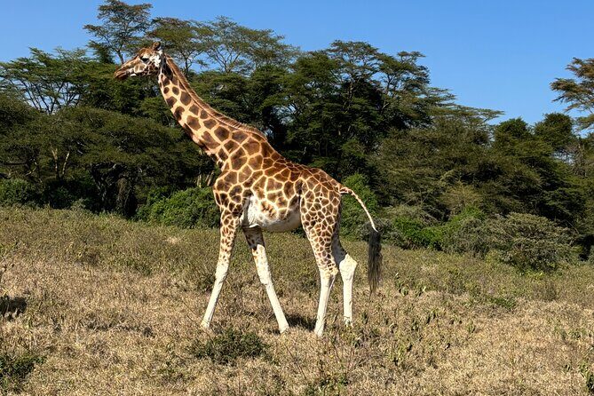 4 Days 4WD Private Maasai Mara, Nakuru Parks with Lodge LUXURY - Key Points