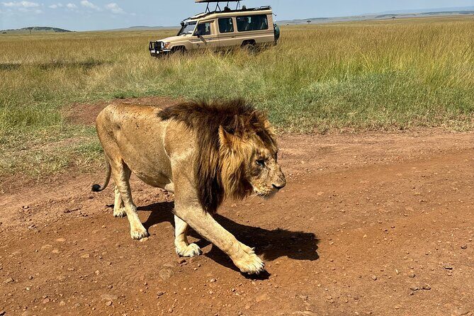 4 Days 4WD Private Maasai Mara, Nakuru Parks with Lodge LUXURY - The Sum Up: Is This Safari for You?