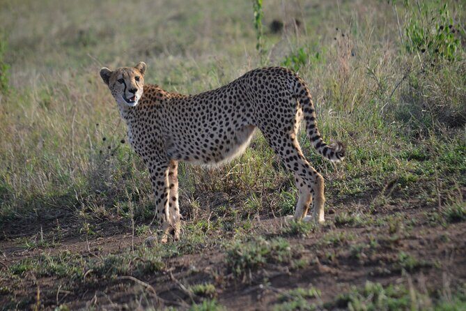 4 days adventure camping safari - Pros and Cons