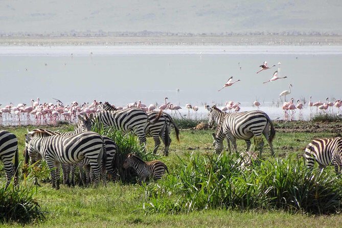 4-Days Adventure Camping Safari to Tarangire, Serengeti & Ngorongoro - The Experience in Detail