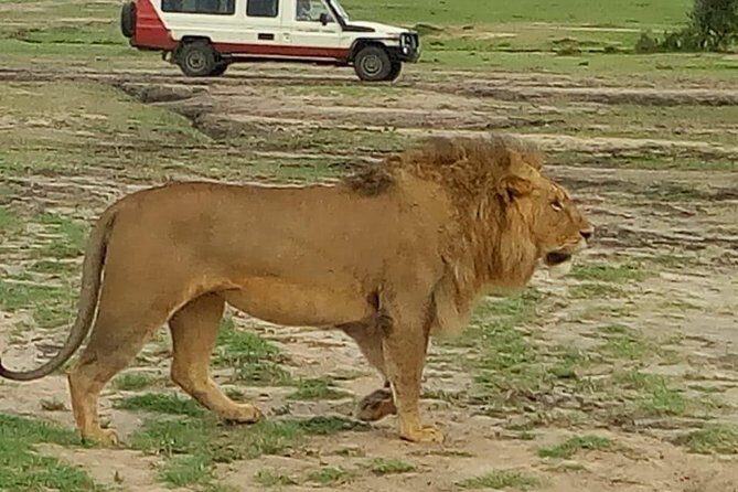 4 Days Amazing Maasai Mara and Lake Nakuru Budget Safari - Day 2: Full-Day Maasai Mara Safari