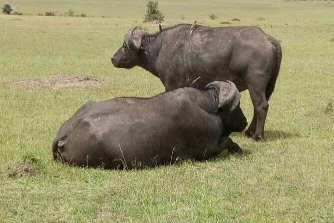 4 Days Amazing Maasai Mara and Lake Nakuru Budget Safari - Day 4: Lake Nakuru and Back to Nairobi