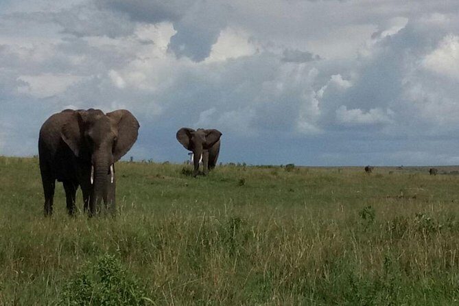 4 Days Amazing Maasai Mara and Lake Nakuru Budget Safari - Accommodation and Transportation
